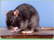 rat control Newport