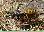 wasp control Newport